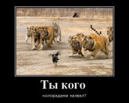 Георгиевские коты