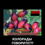 Колорады говорите?