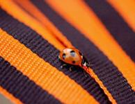 Божья коровка.