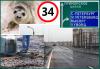 Тюлень, названный в честь 34 км Приморского шоссе, выпущен в Финский залив