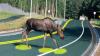 Проект Solar Roadways достиг 203% сборов