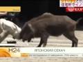 Откуда происходит ненависти укров к журналистам?
