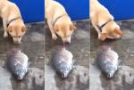 Собака пытается спасти рыбу, оказавшуюся без воды.
