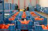 Россельхознадзор обнаружил попытки реэкспорта запрещенной в России продукции(Зафиксированы поставки через Белоруссию партий яблок, персиков, слив и томатов)
