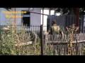 Боец Мася в боевом запале дразнит укров, а Коореспондент швыряет гранату. Видео Геннадия Дубового.