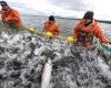 Сенатор предложил запретить японский рыбный промысел в российских водах
