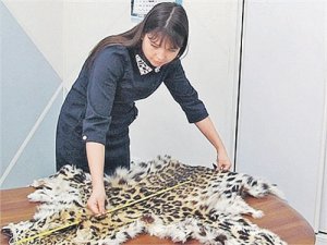 На браконьеров открыта охота