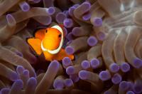 Рыба-клоун в Соломоновом море [не фотошоп]