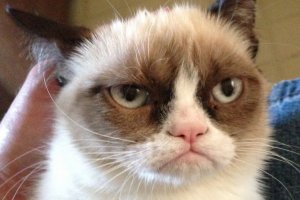 Хозяйка известной сердитой кошки (Grumpy Cat) заработала на рекламе с участием домашнего животного больше, чем ряд голливудских звезд