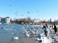 Севастопольцы вышли спасать птиц в аномальный мороз