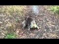 Koala wrestling (битва двух коал)