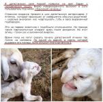 Человеческий детеныш)