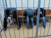Обвиняемых по делу Немцова сдал секретный свидетель, утверждает пресса