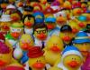 50 украинских утят-нелегалов сожгли в Белгородской области