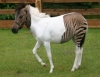 Немецкая кобыла родилась немножечко зеброй