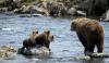 Фотоотчет «Как рыбачат медведи на Камчатке»