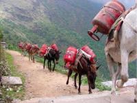 Турецкий поток