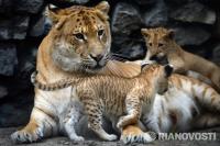 Лилигрята из Новосибирского зоопарка