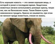 Слоны под защитой