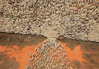 Стадо баранов покидает стойло. Забора нет, только ворота