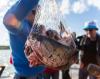 Южноуральские рыбоводы дадут рынку 4500 тонн продукции