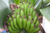 В Белоруссии созрел второй за год урожай бананов