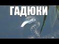 Гадюка охотится на рыбу Уникальные кадры. Snake hunts for fish
