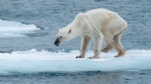 Фотографии истощённых белых медведей вызвали ужас
