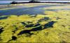 Сырая нефть из водорослей