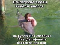 Египетские акулы