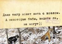 Даже тигр