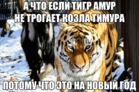 На новый год