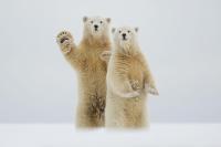 «Привет из Арктики». Один из лучших снимков по версии National Geographic за год.