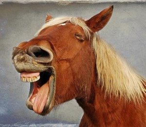 Казахстан на фоне падения нефтяных цен нацелился на экспорт кобыльего молока