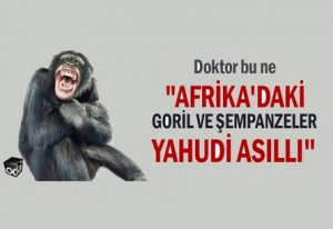 Турецкий журналист: гориллы в Африке – мутировавшие евреи