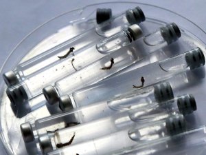 В США зафиксирована передача вируса Зика от человека к человеку