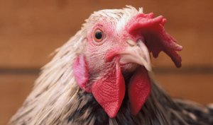 Россия готова поставлять в Бахрейн зерно, говядину,зерно и мясо птицы