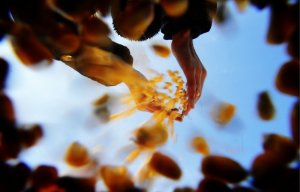 Россия запрещает ввоз сои и кукурузы из США с 15 февраля