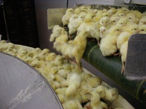 Немецкая прокуратура расследует массовое убийство цыплят