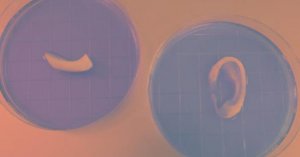 3D-биопринтер позволяет создать уши, мышцы и костную ткань