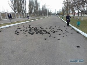 Что это??? Десятки птиц замертво упали с неба в Одесской области