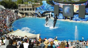 Калифорнийский аквапарк SeaWorld признался в слежке за зоозащитниками