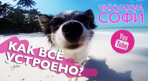 Наш ответ американским пушистым звездам - русская собака видеоблогер!