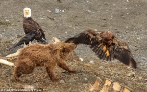 [Символичная история] Медведица на Аляске прихлопнула лапой белоговового орлана когда тот пытался украсть её пищу.