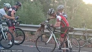 Коала остановила велосипедистов ради воды: животное забралось на колесо одного из велосипедов, владелец которого Ник Лотиан поил коалу из собственной бутылки 30 минут