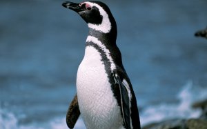 В течение четырех лет  пингвин проплыл  20 тысяч километров ради встреч со спасителем