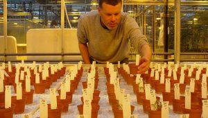 На имитации марсианской и лунной почв выросли первые растения