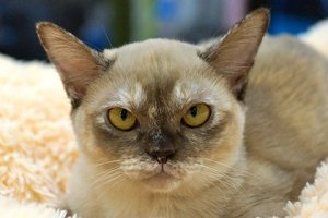 Кошачий язык пообещали расшифровать через пять лет