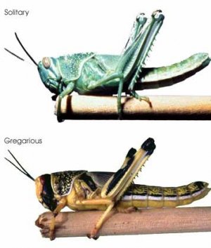 [в мире животных] Патриотизм и саранча