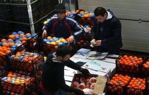 Сирия протягивает фрукты помощи (Начались организованные поставки в Россию овощей и фруктов из Сирии )